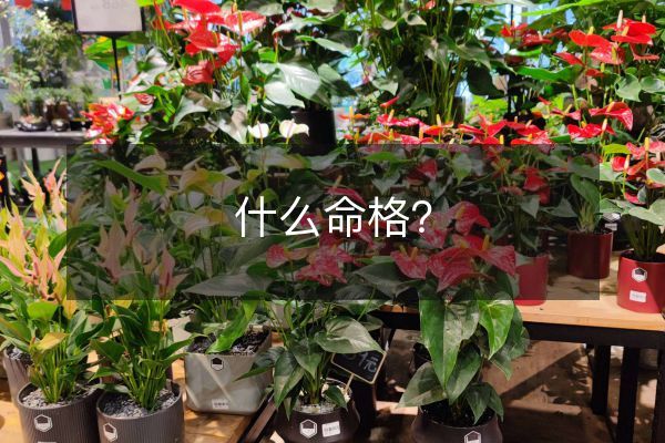 什么命格？